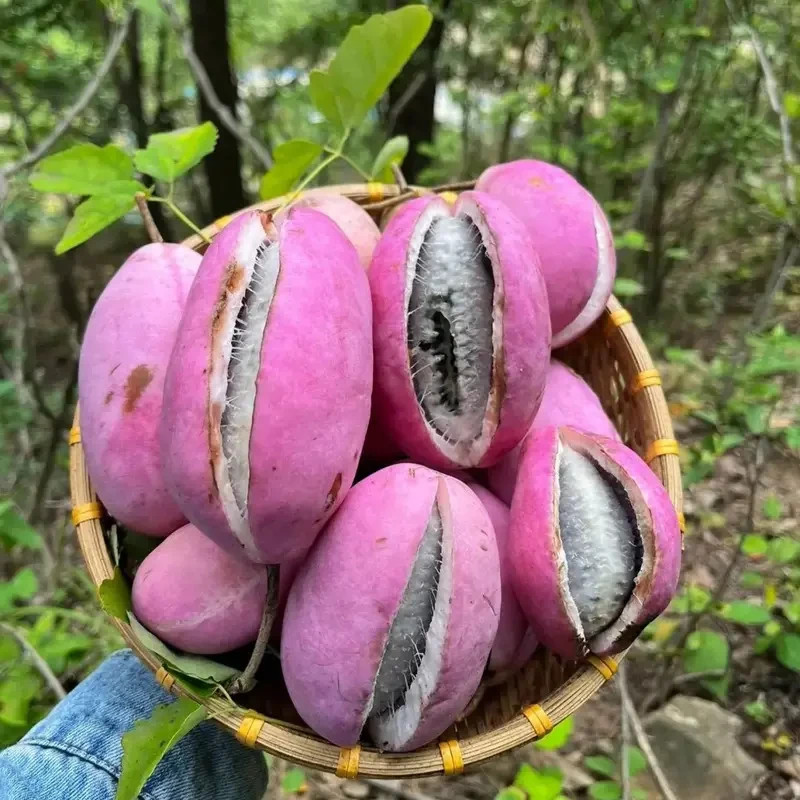 10 Pcs Strong August melon seeds for a hearty tropical