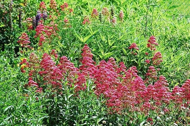 RED VALERIAN, 101 SEEDS, CENTRANTHUS RUBER, JUPITERS BEARD, EZ TO GROW