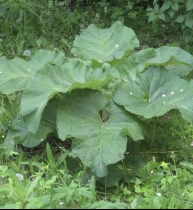 BURDOCK SEEDS, 40 Seeds, Medicinal Herb, Biennial, Organic