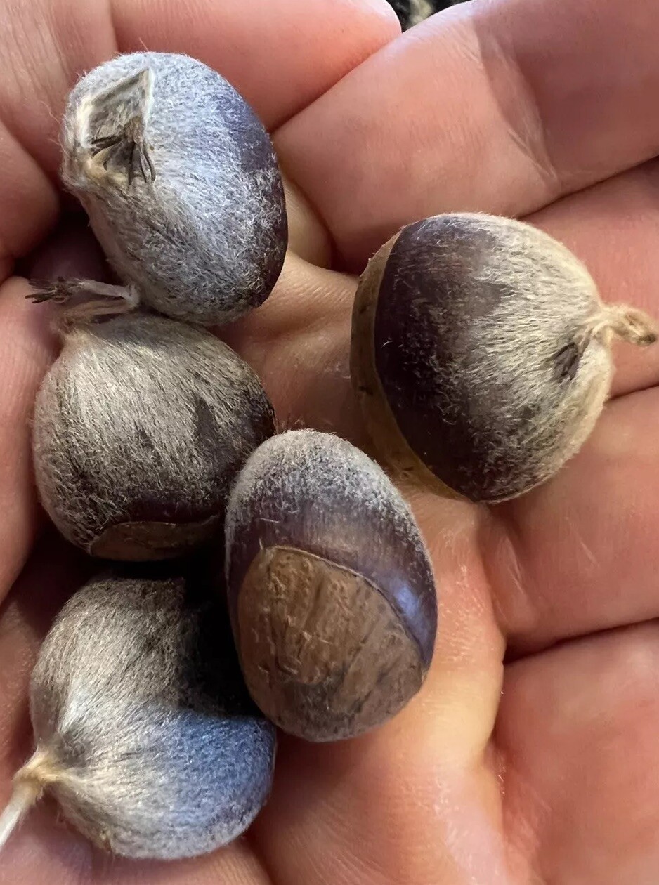 100% American Chestnut. 2025 harvest. Verified By The ACF. 5 Per Order