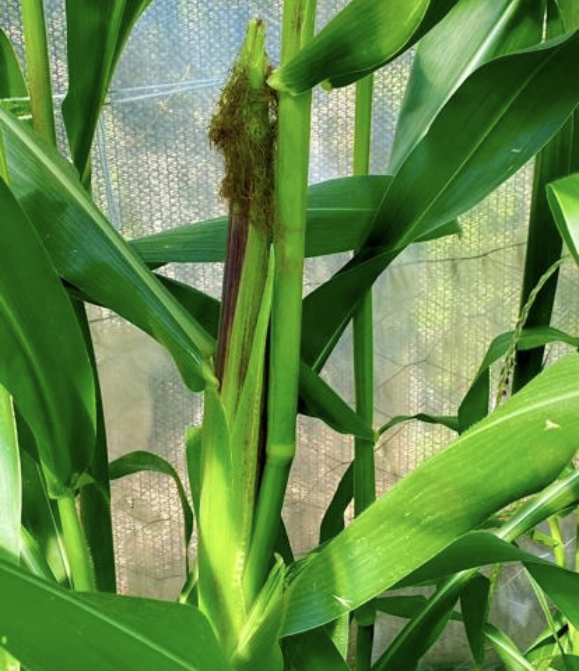 Multi Color Corn, Heirloom Native American Maize. Organic Non GMO, 10 Seeds