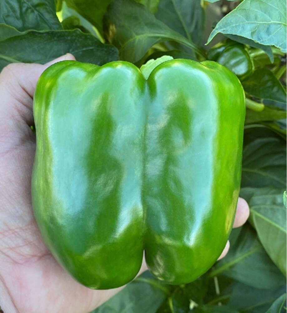 Emerald Giant Bell Pepper 20 Seeds – Large Sweet Green Peppers – Heirloom