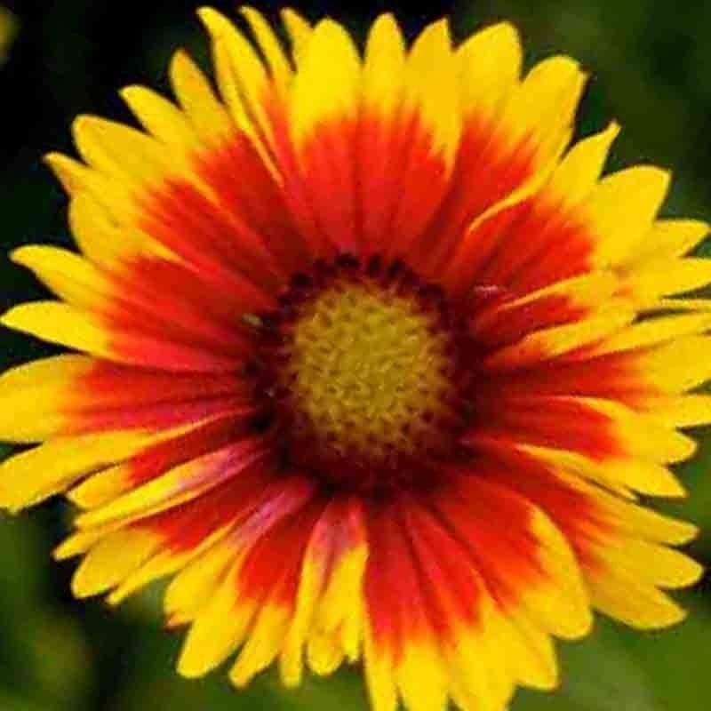🌼 200+ BLANKET FLOWERS HUMMINGBIRD MIX SEEDS | PERENNIAL SUNFLOWER | AUTUMN