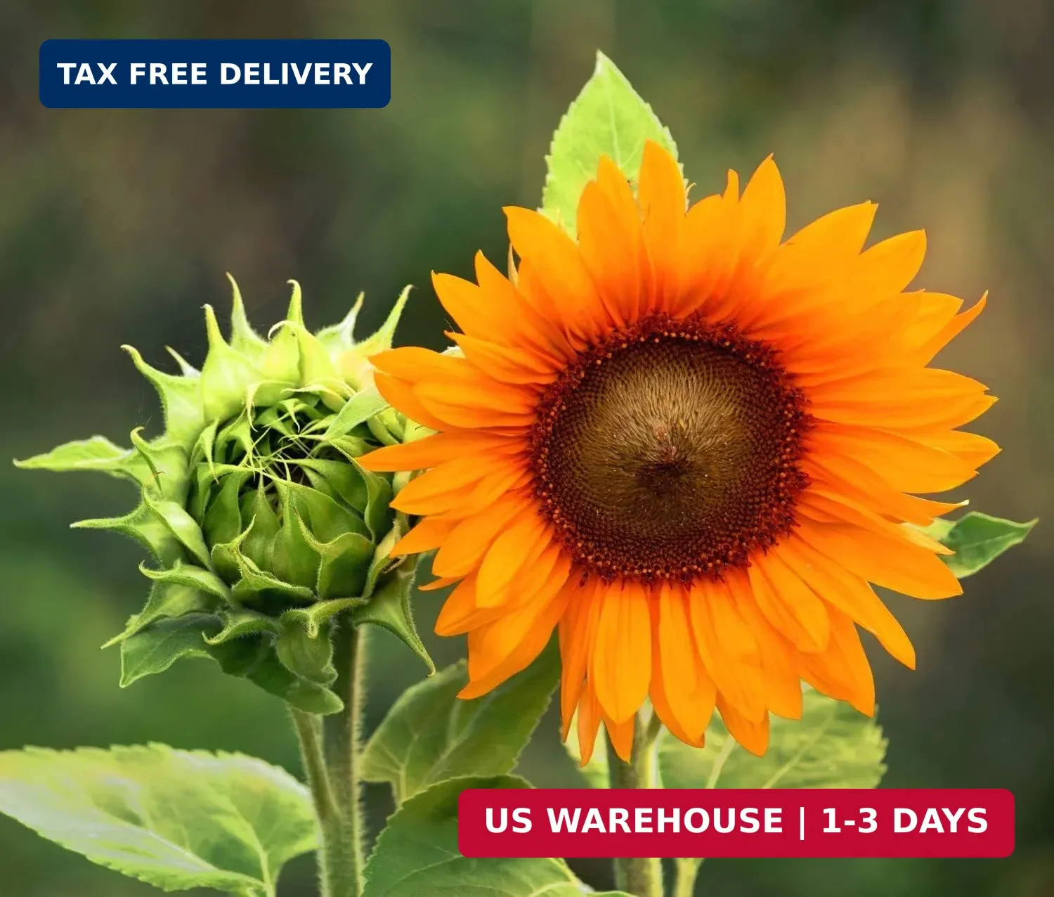 Giant Sunflower Seeds Mix (200+ Seeds) – Red, Purple, Pink Heirloom Varieties fo