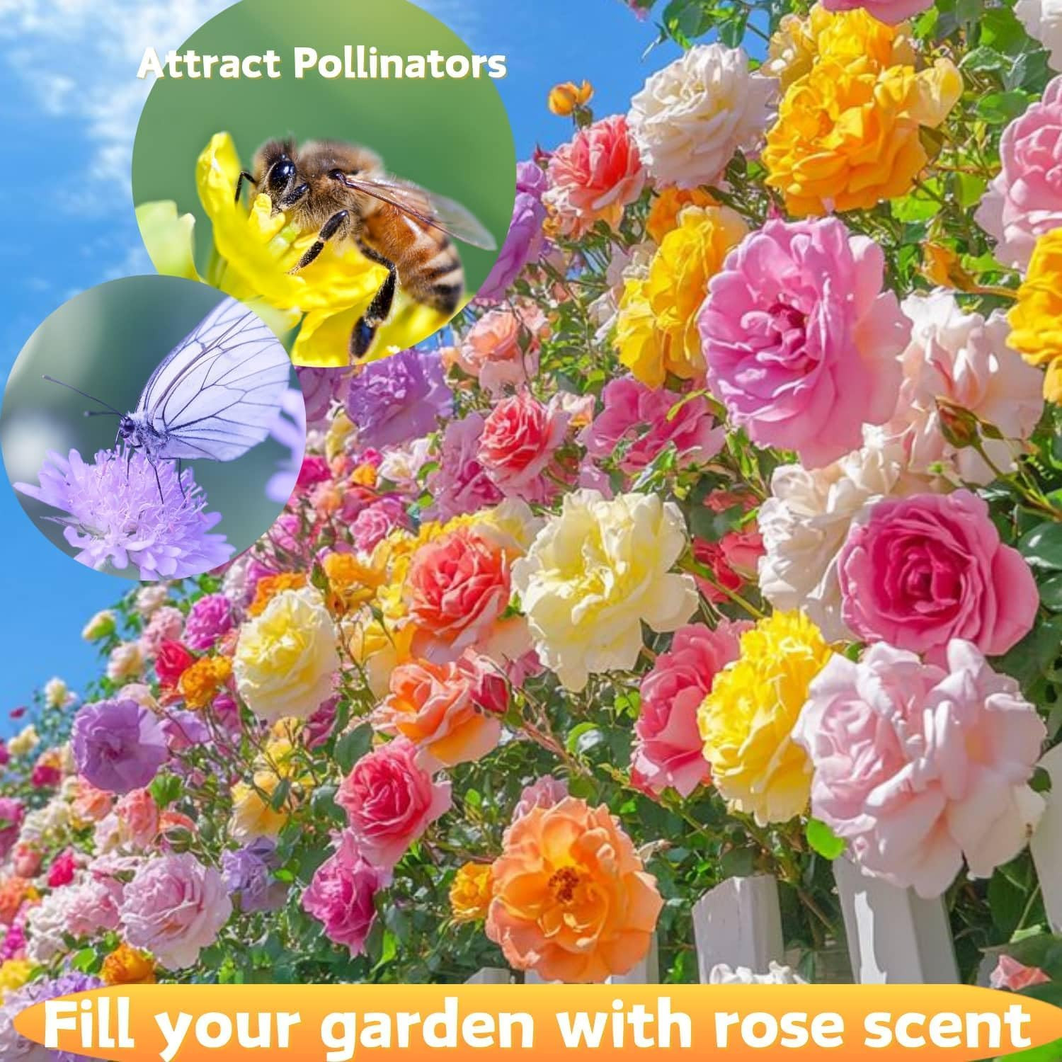 Mixed Climbing Rose Rosa Seeds for Planting Outdoors -Heirloom Garden Vine Home