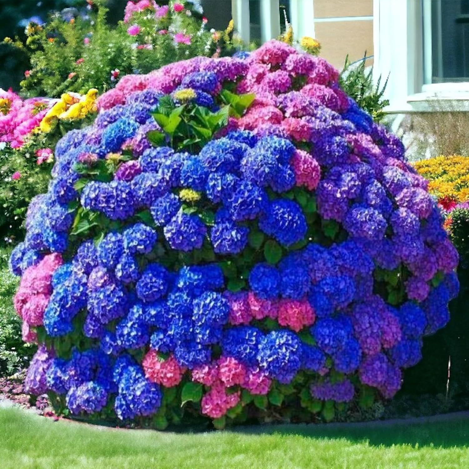35 Mixed Hydrangea Seeds Blue Pink Purple – Perennial Garden Flower Bloom Mix