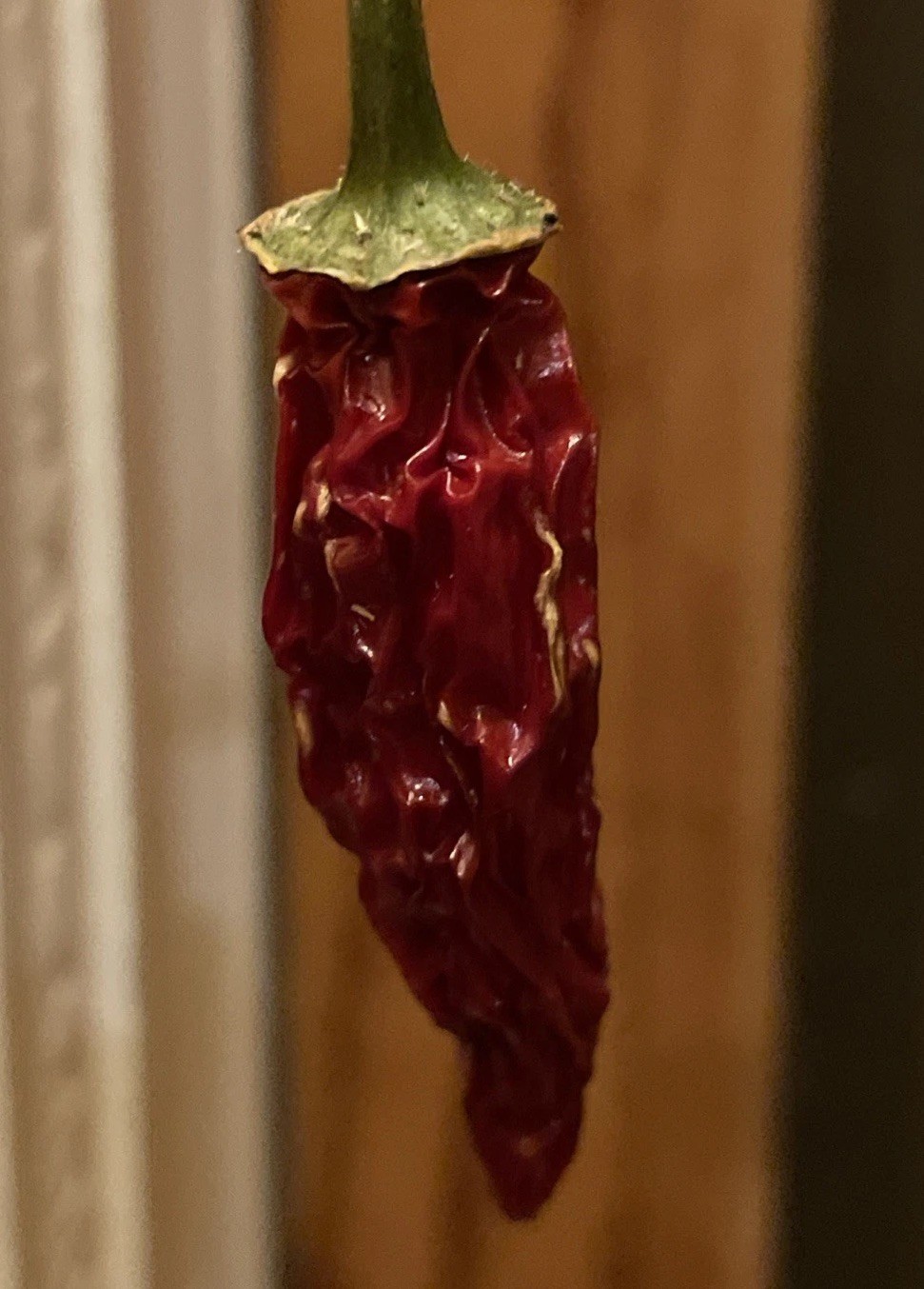 [SERRANO] PEPPER SEEDS PACK OF 10+ FREE SHIPPING!