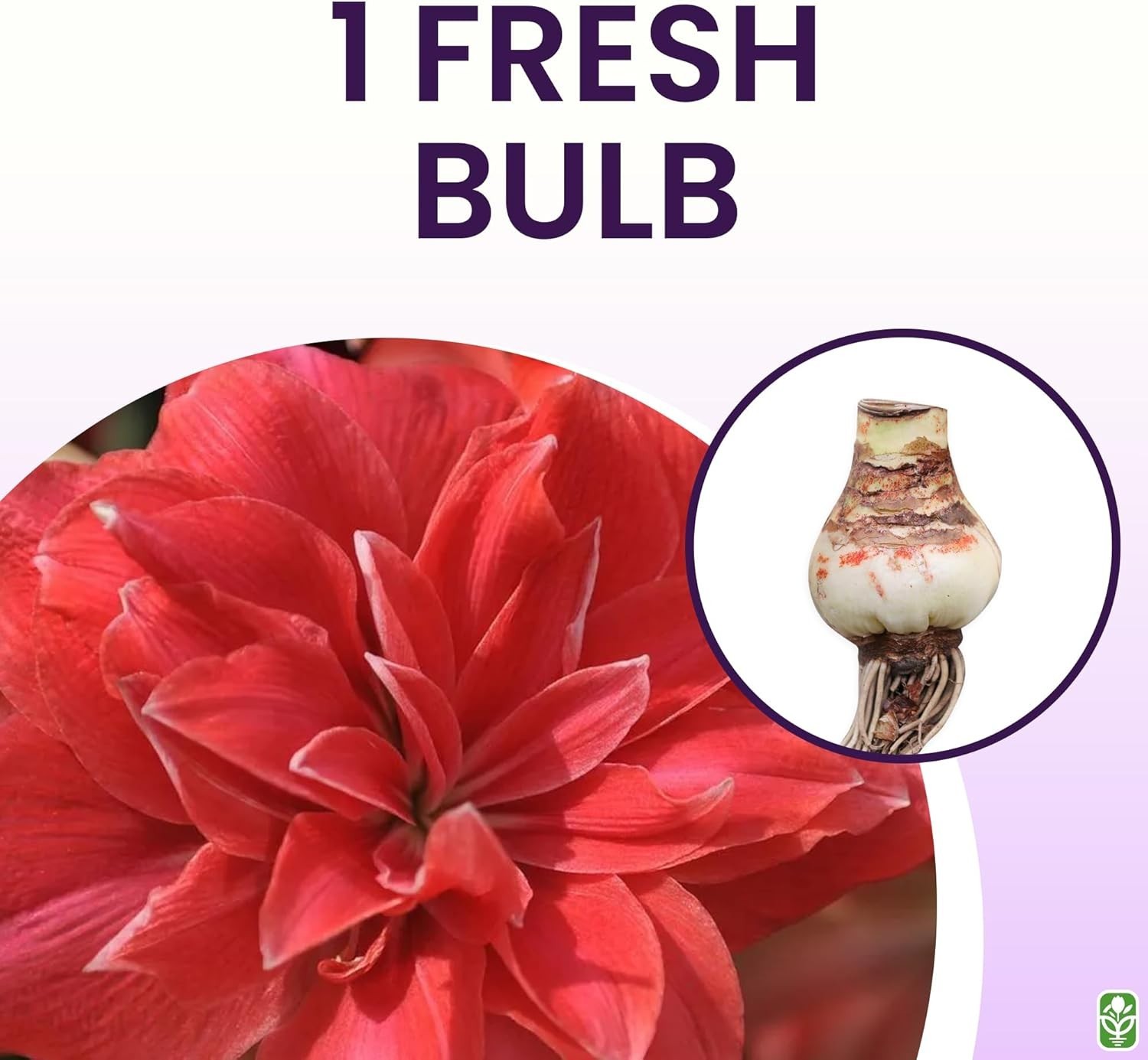 GMO-Free Double Pink Amaryllis Bulb – Pet Friendly, Perfect for Winter Blooms