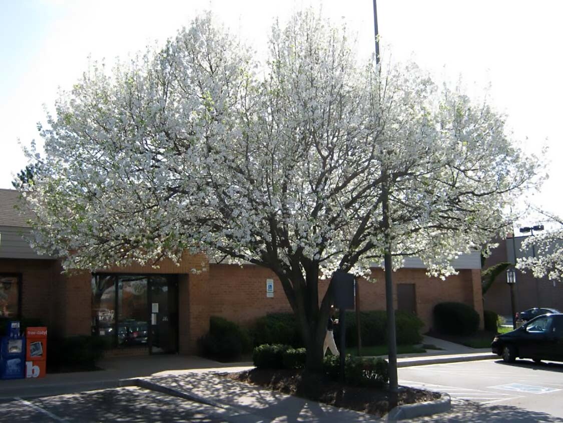 Bradford Pear, (Callery Pear), Pyrus calleryana, Tree Seeds