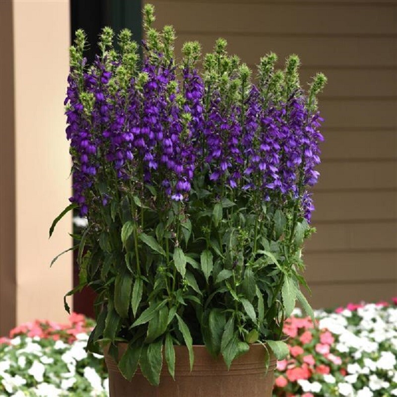 Lobelia Seeds 50 Pelleted Seeds Lobelia Starship Blue
