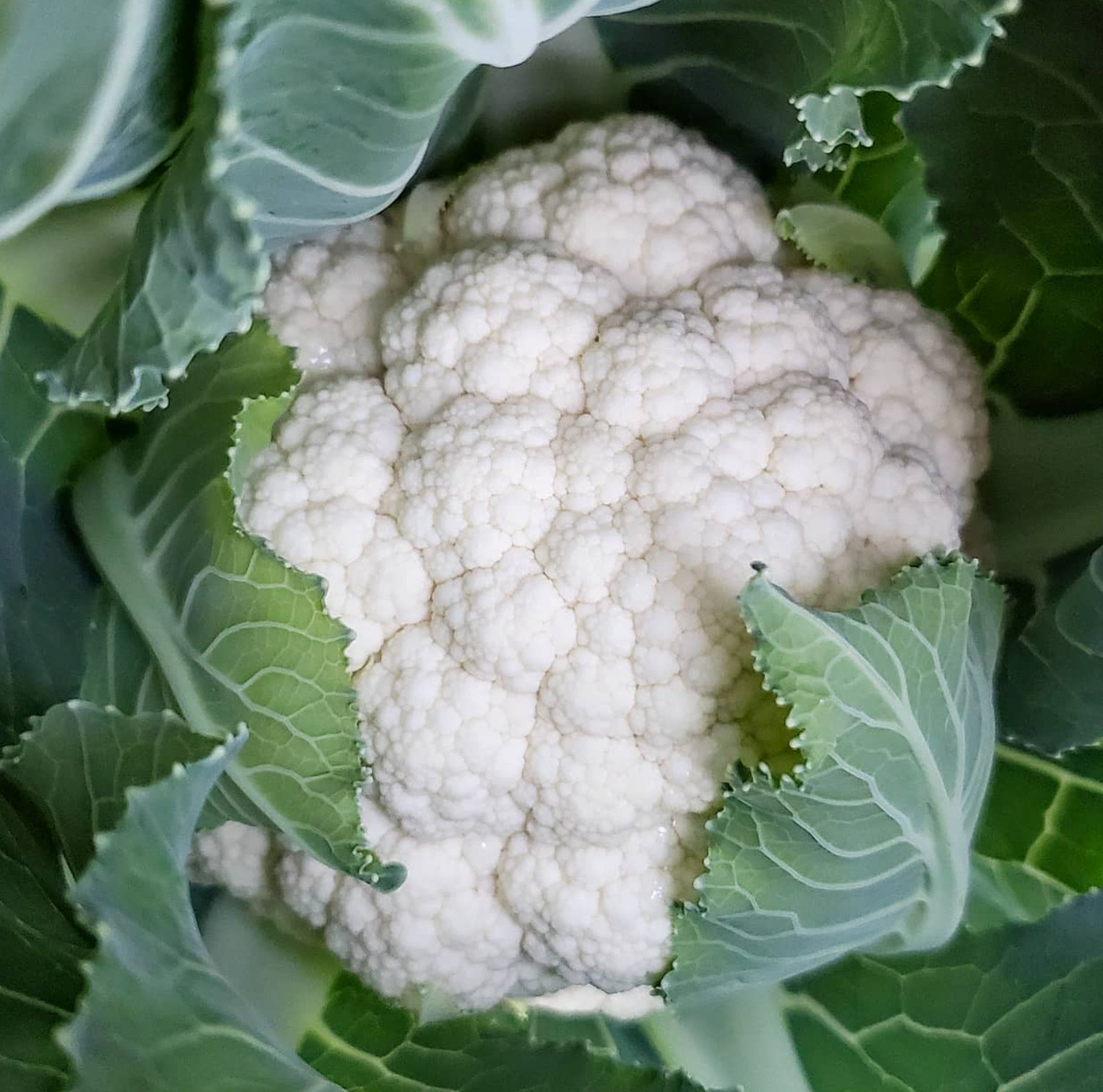 500 SNOWBALL SELF BLANCHING CAULIFLOWER SEEDS ~ heirloomseedguy ~ 2026 ~ NON-GMO