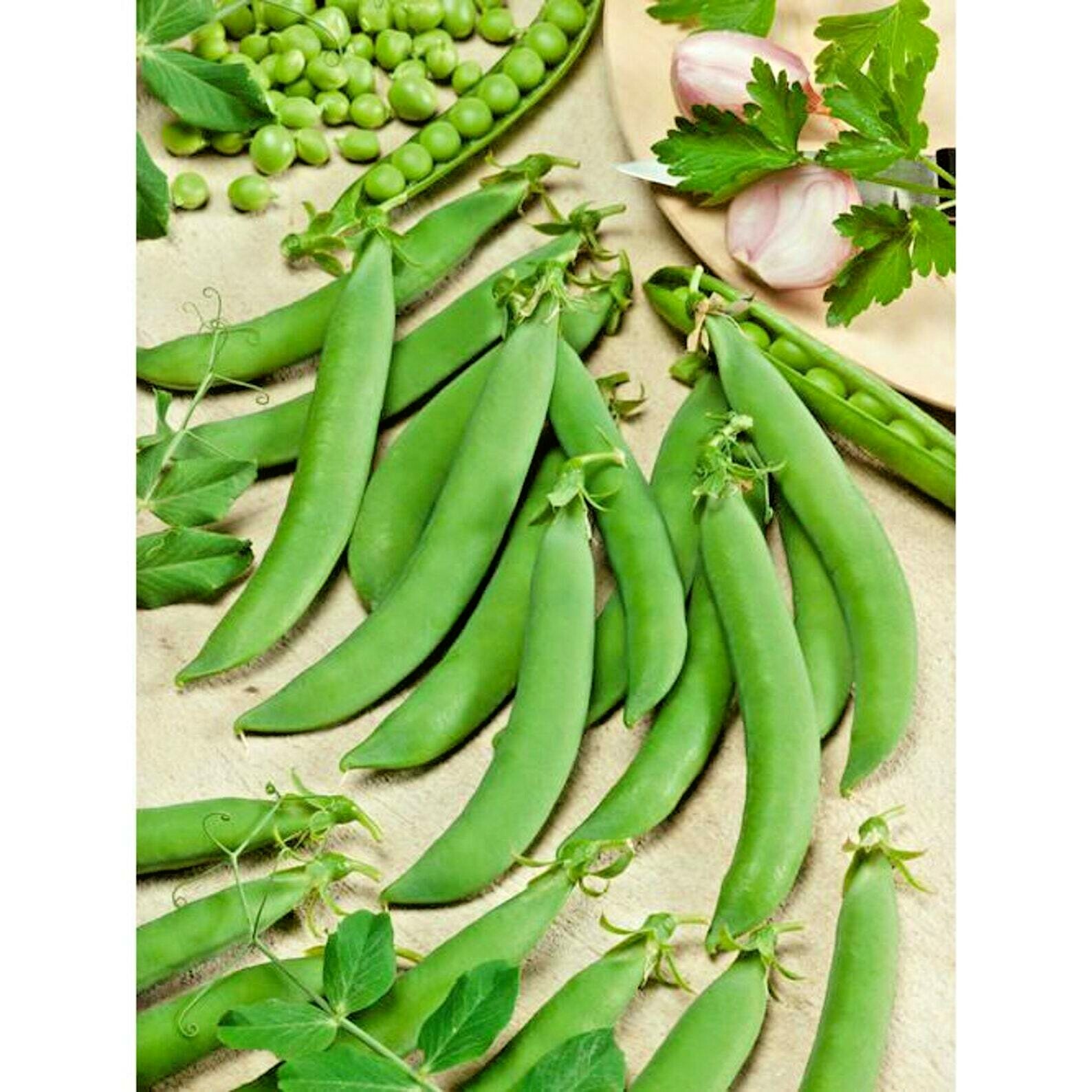 150+ OREGON SUGAR POD PEAS SEEDS HEIRLOOM NON GMO VEGETABLE AUTUMN GARDEN BULK