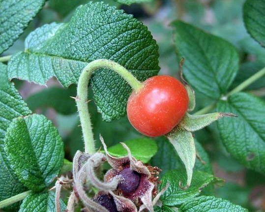 Rosa rugosa var. alba | Rugosa Rose | 25 Seeds
