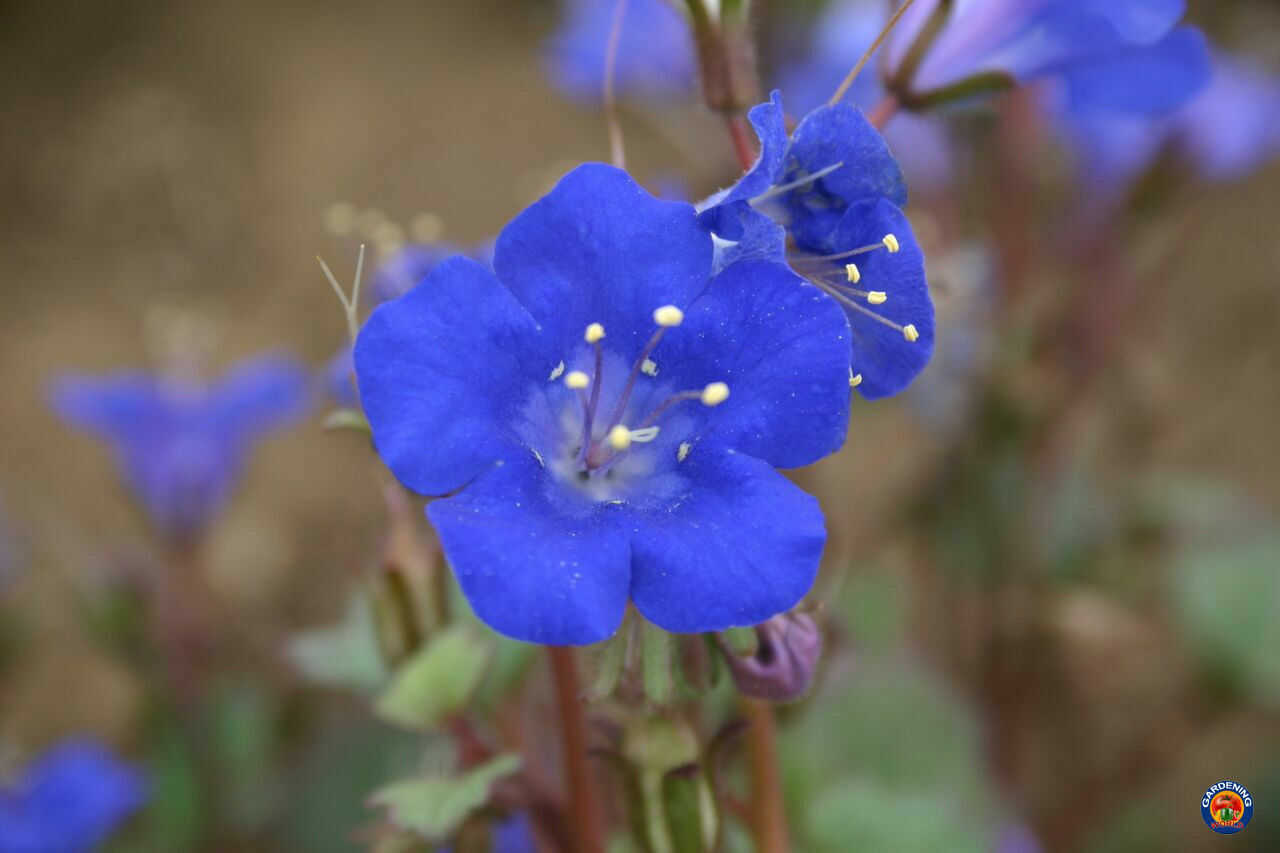 California Bluebell Desert Canterbury Flower Seeds Phacelia (500 to 5000 SEEDS)