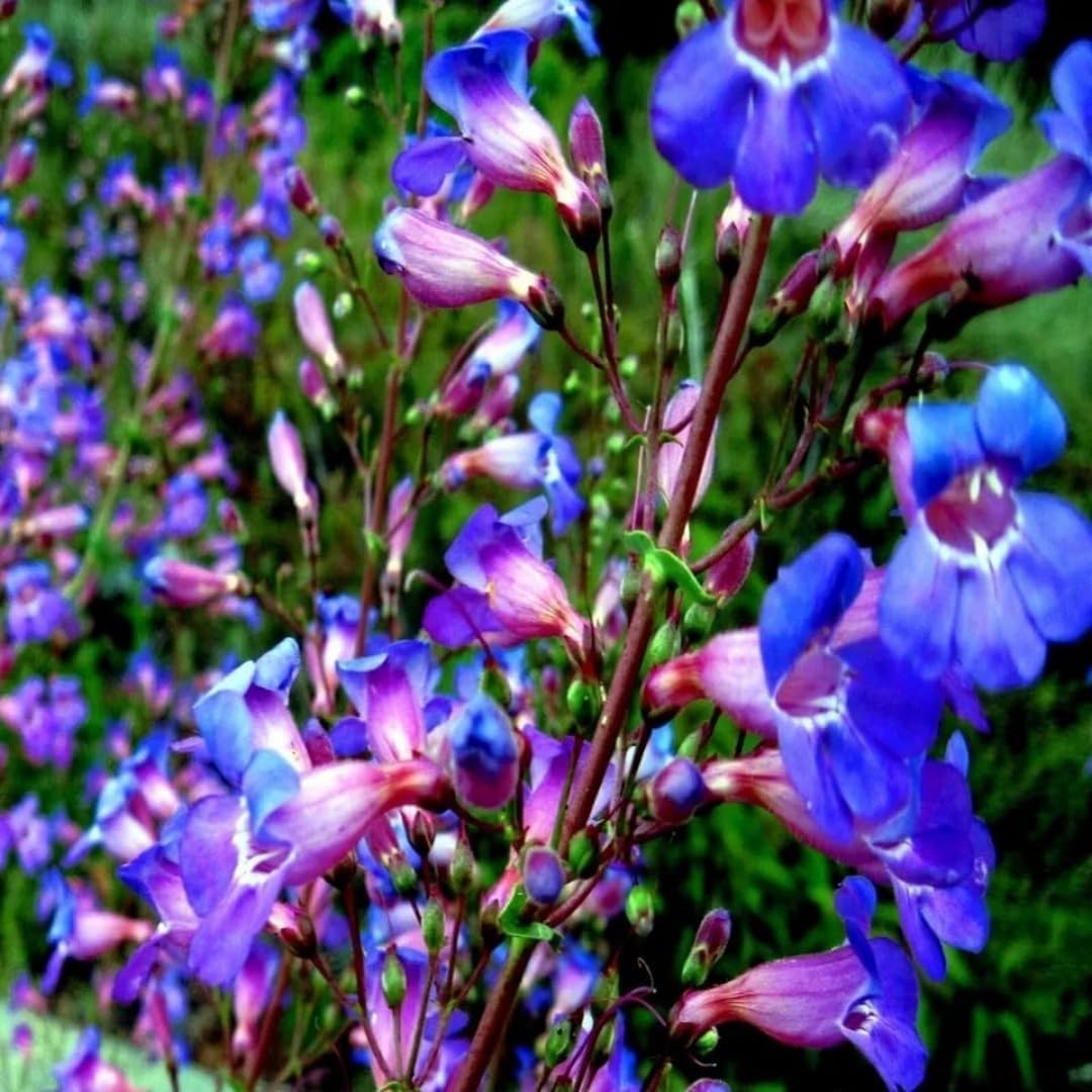 Penstemon Spectabilis Seeds, 500 Count, Showy Penstemon Native Wildflower for…