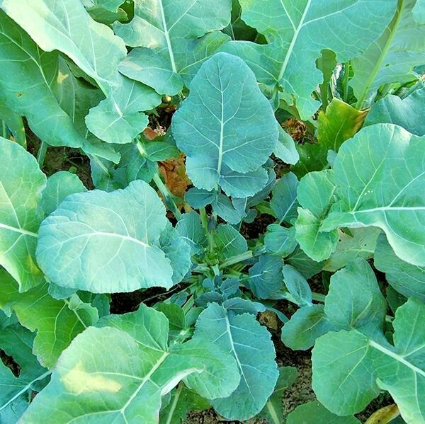 601+GEORGIA COLLARD GREENS Seeds Heirloom Vegetable Spring Fall Garden Container
