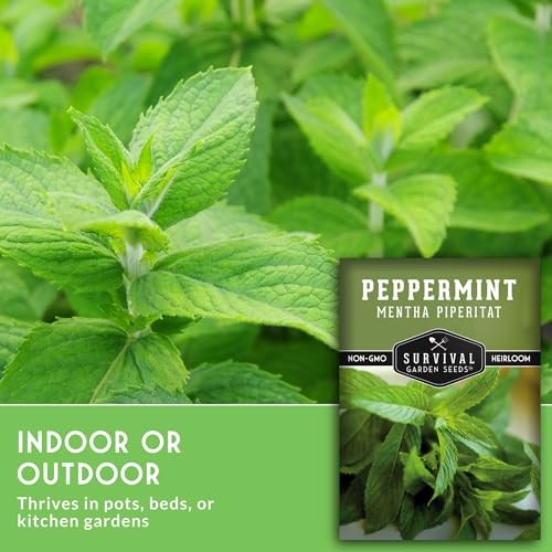 – Peppermint Seed for Planting – Mentha Piperita Packet with Instructions to 1