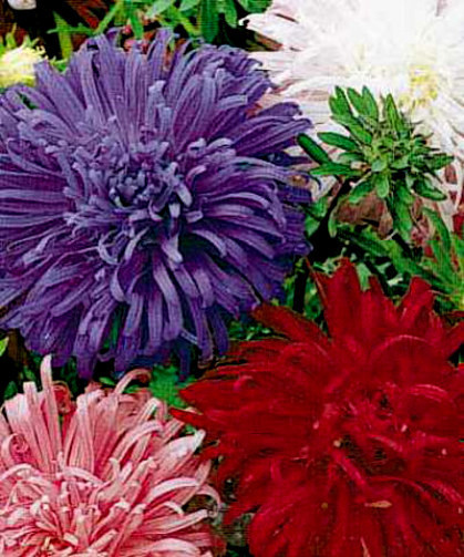 Aster Seeds, Giants Of California, Mixed Asters, Heirloom Flower Seeds 50ct