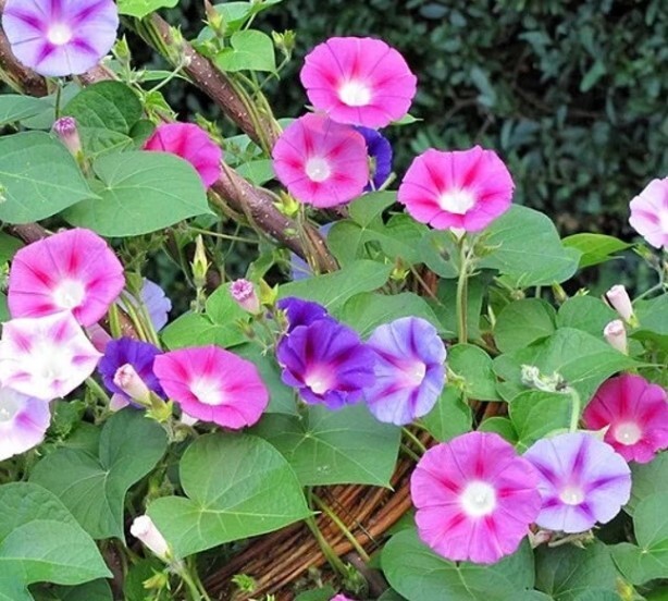 10 Morning GLORY Multi Color Flower Seeds Ascends up Trellis Fragrant Flower