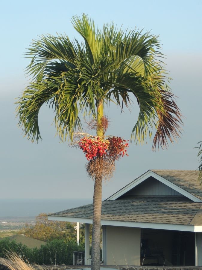 Adonidia merrillii | Christmas Palm | 5_Seeds