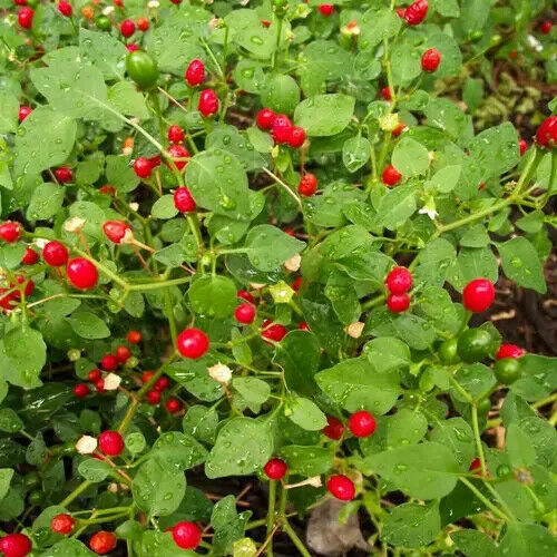 TEXAS Pequin Pepper Seeds.Semillas de Chile Piquin 15+.( Wild HOT)