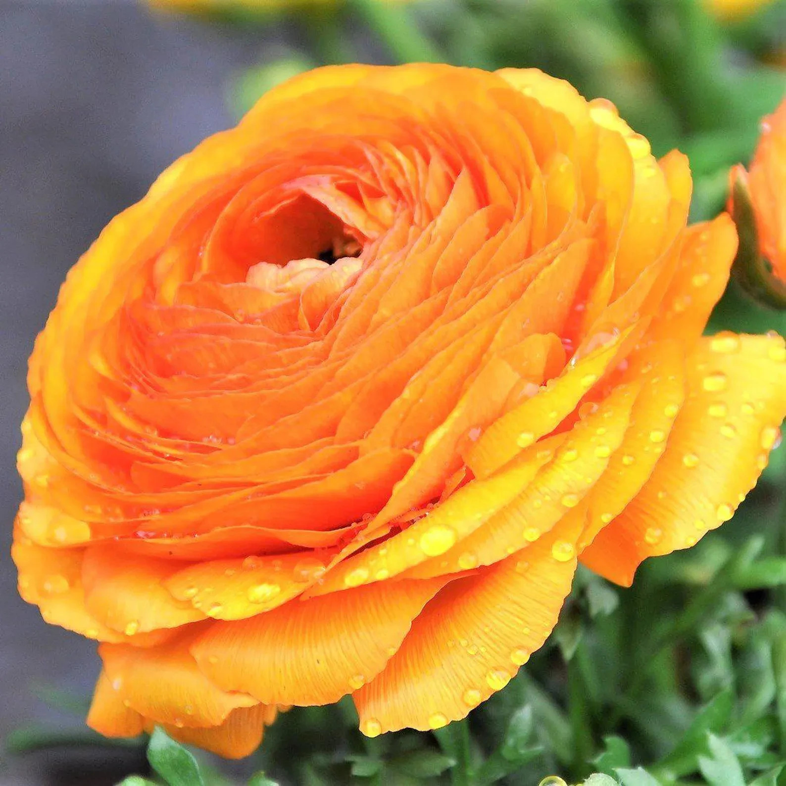 Ranunculus Flower Bulbs 12 Rainbow Mix Corms Peony Rose Butterfly Garden Flowers
