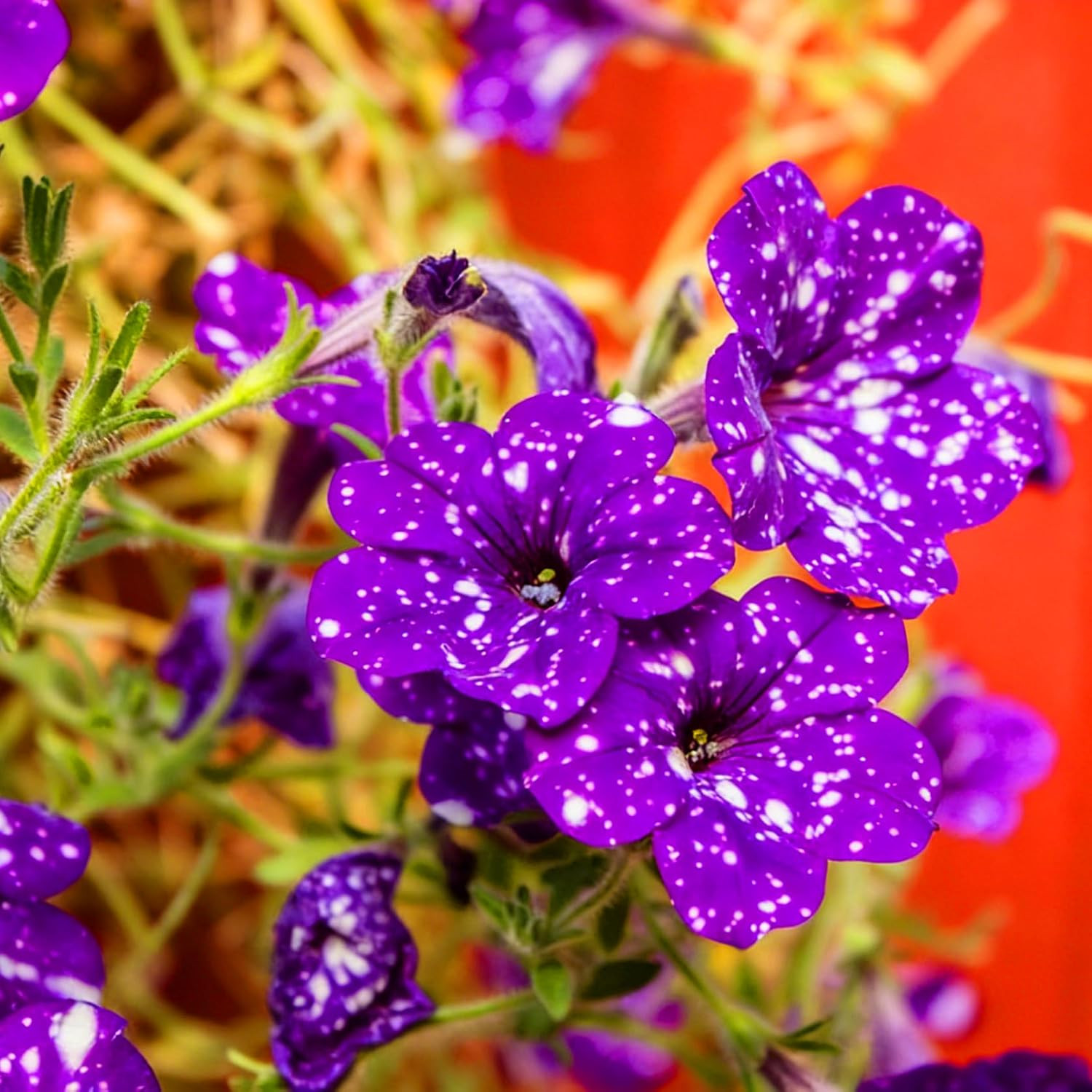 Climbing Petunia Seeds for Planting, 300Pcs Rare Perennial Wave Night Sky