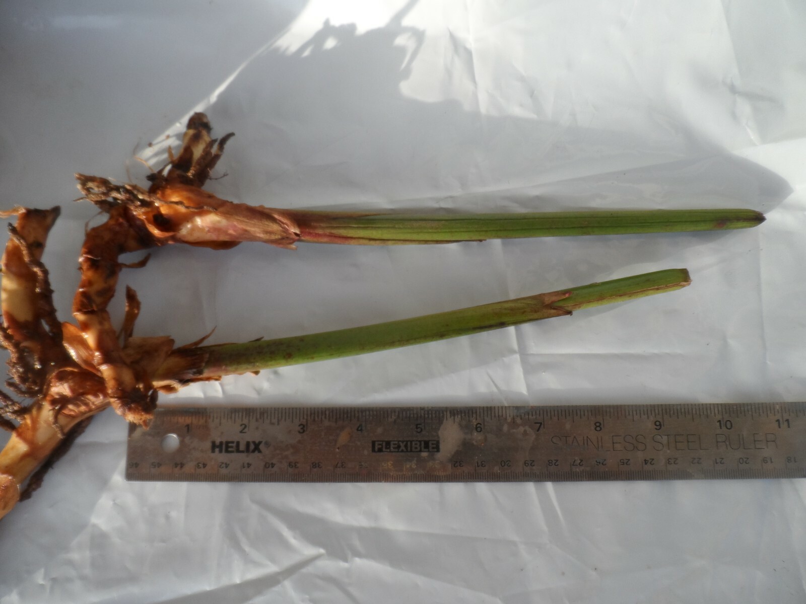 2x Rhizomes Bird Of Paradise, Strelitzia Regina Flower Seed Root,  Free Offer!