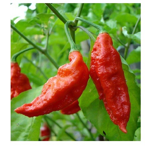 Combo Pack 25 Red Ghost pepper SEEDS Bhut Jolokia 15 YELLOW & 15 CHOCOLATE Seeds