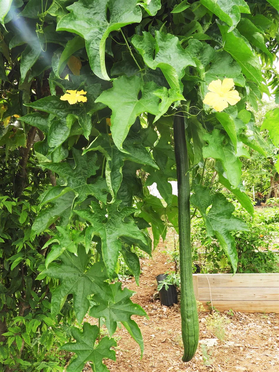 Emerald Luffa Gourd Seeds | Smooth Long Loofah Snake Melon USA Asian Seed 2024