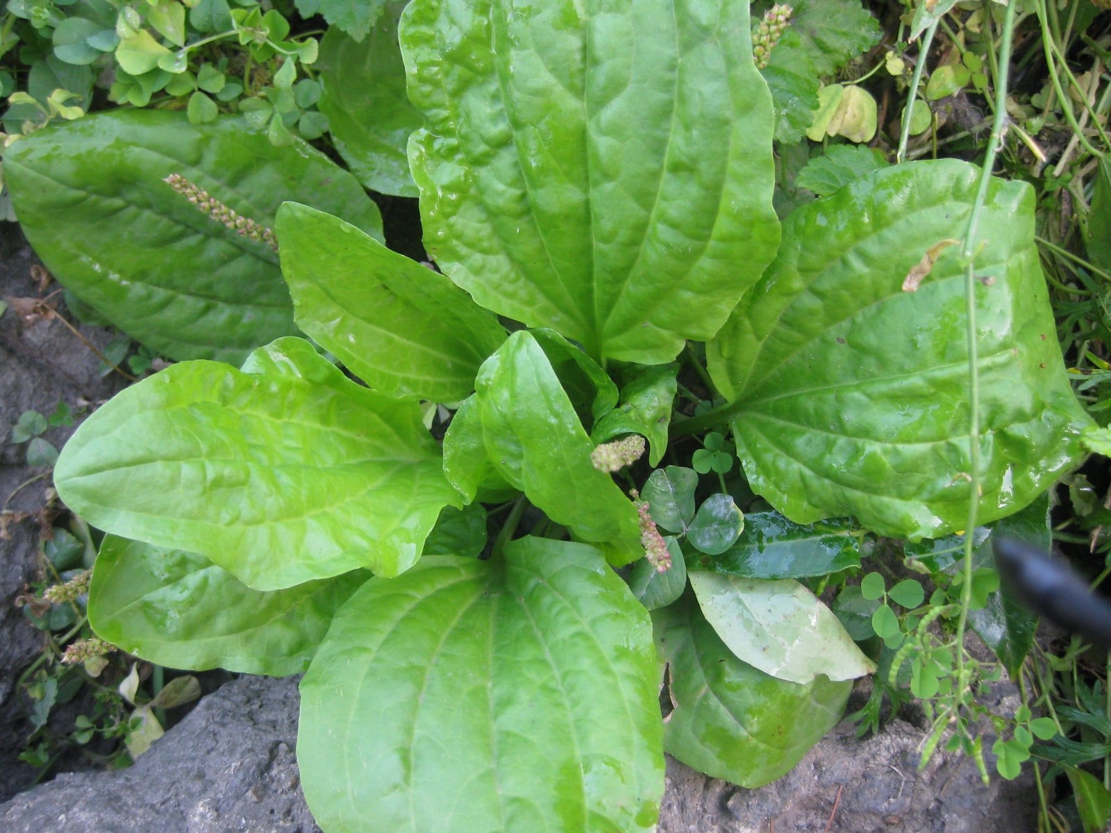 5 Wild Broadleaf plantain live bare root Herbal Edible Medicinal Hardy Perennial