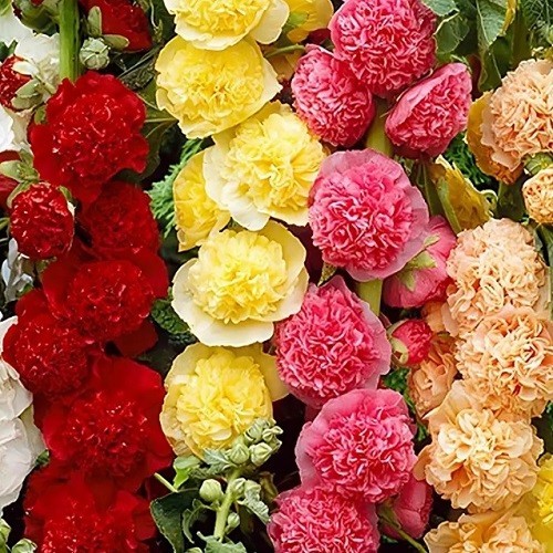 Fresh Summer Carnival Hollyhock Seeds Colorful Non-GMO Mixed Doubles Blooms