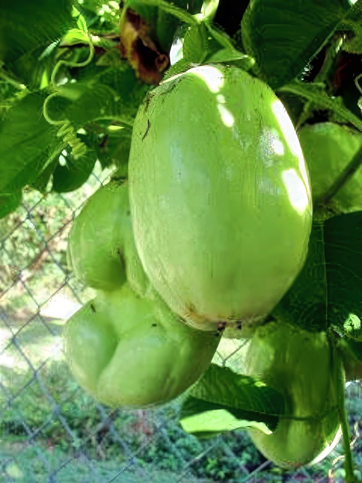 10 GIANT GRANADILLA SEEDS Passiflora quadrangularis Passionfruit Flower Plant