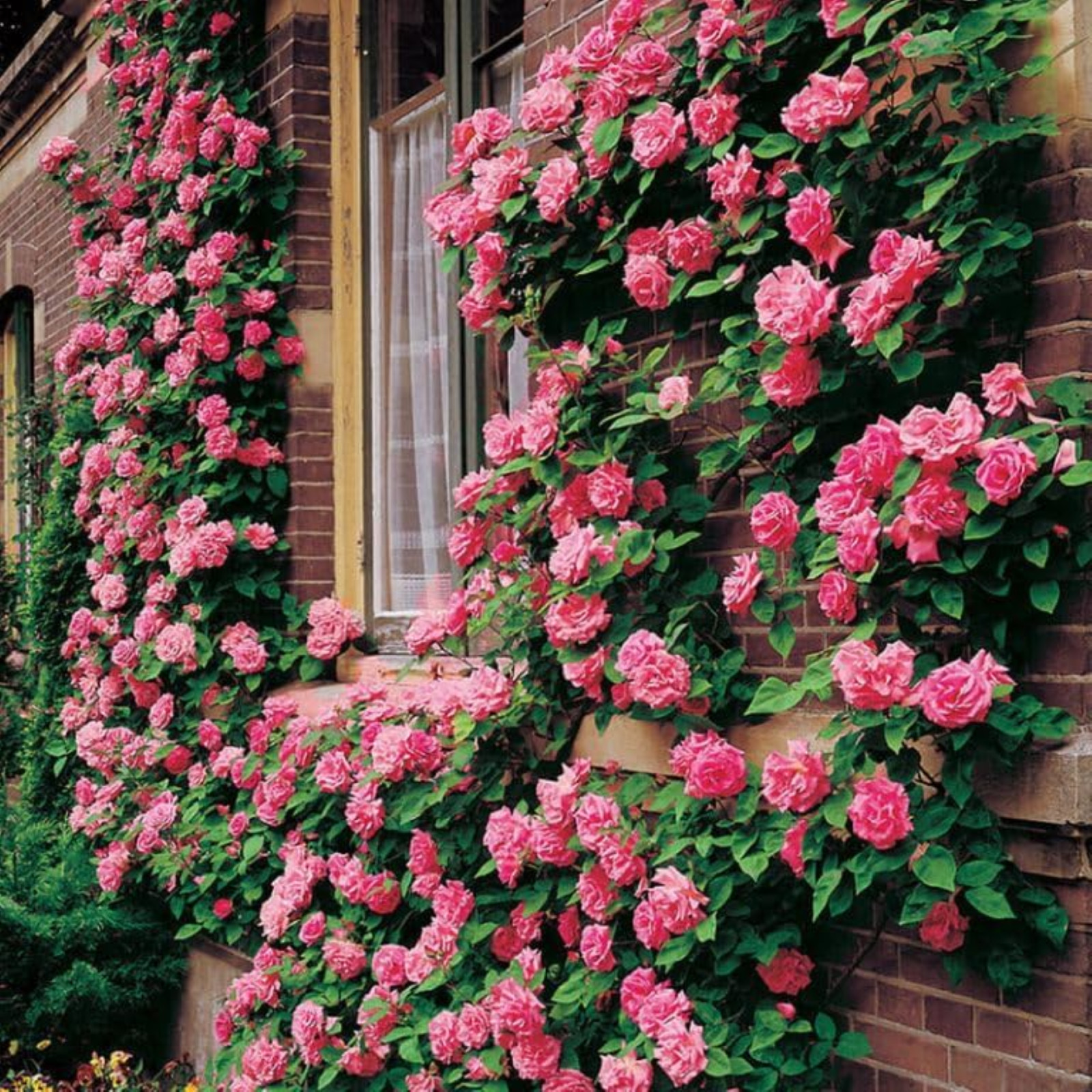 Mixed Climbing Rose Rosa Seeds for Planting Outdoors -Heirloom Garden Vine Home