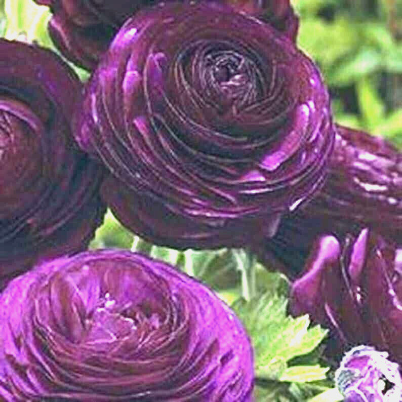 Purple Ranunculus Flowers 14 Bulbs Peony Rose Corms Wedding Flower Garden Plants