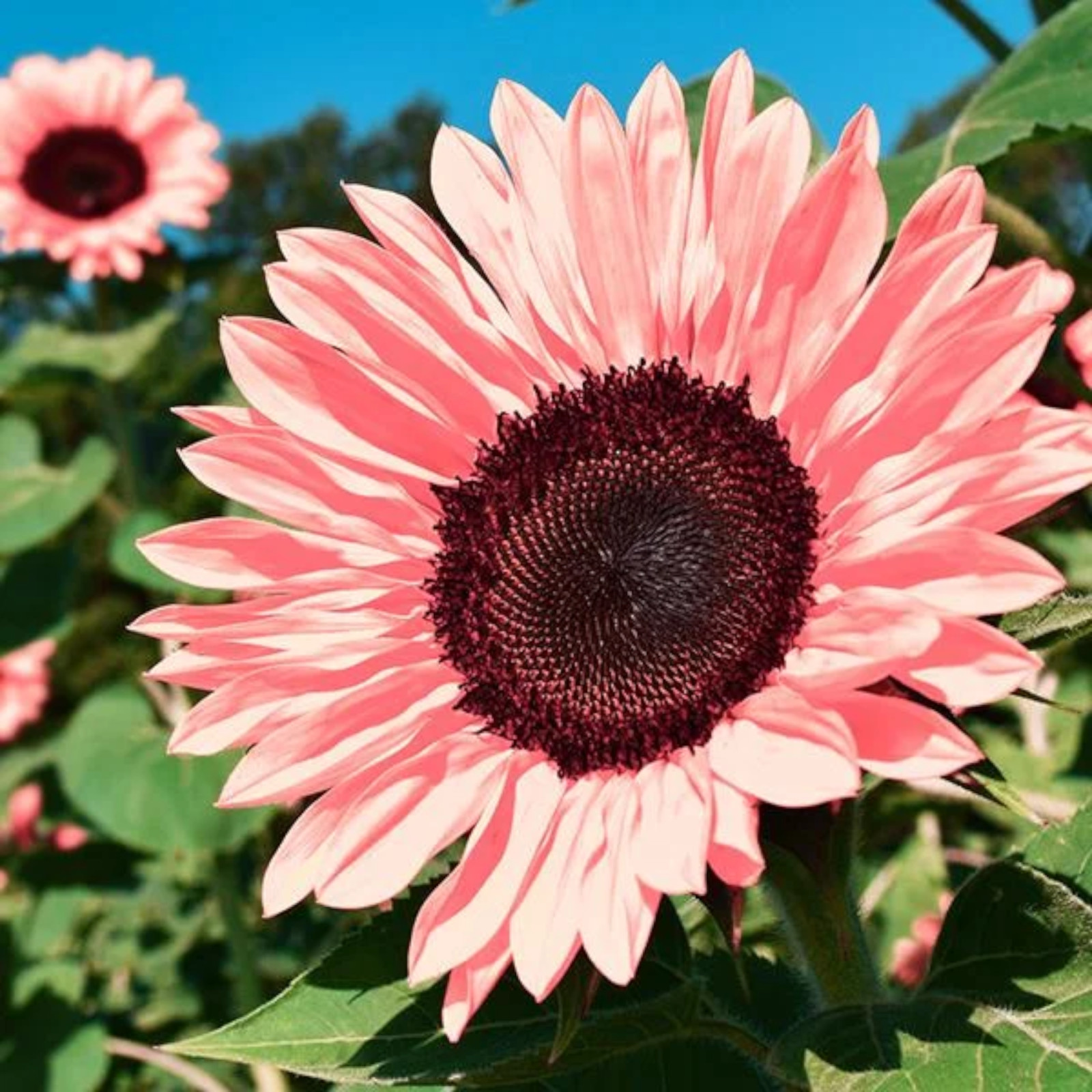 50pcs Non-GMO Pink Sunflower Seeds for Planting – Heirloom Flower Variety