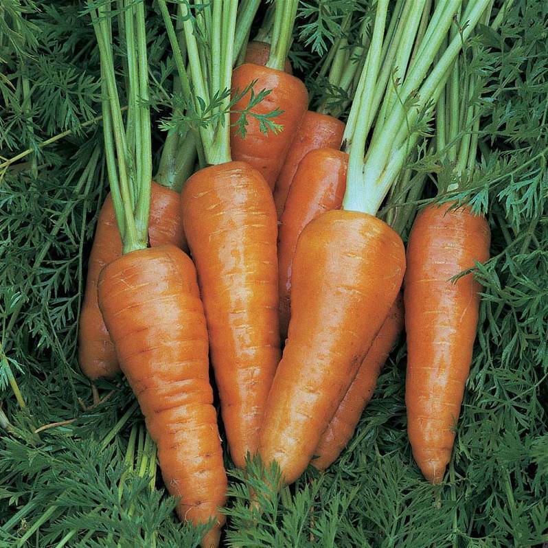Chantenay Red Cored Carrot Seeds 1000+ Vegetable NON-GMO US SELLER FREE SHIPPING