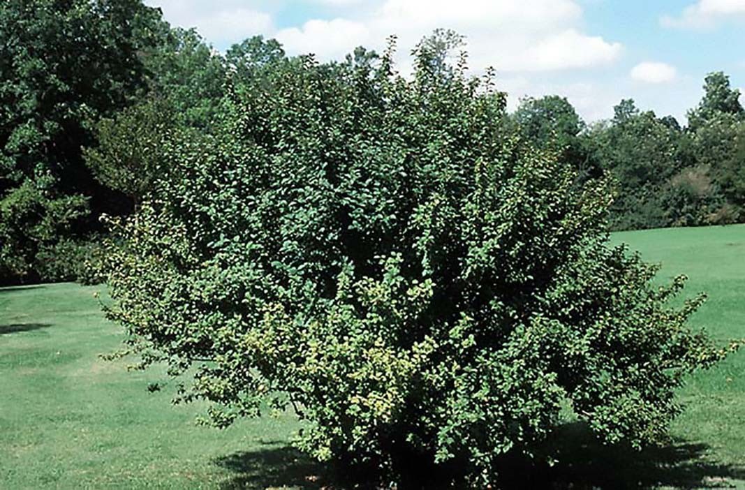 Nanking Bush Cherry, Prunus tomentosa, Shrub Seeds (Edible, Hardy, Fast)