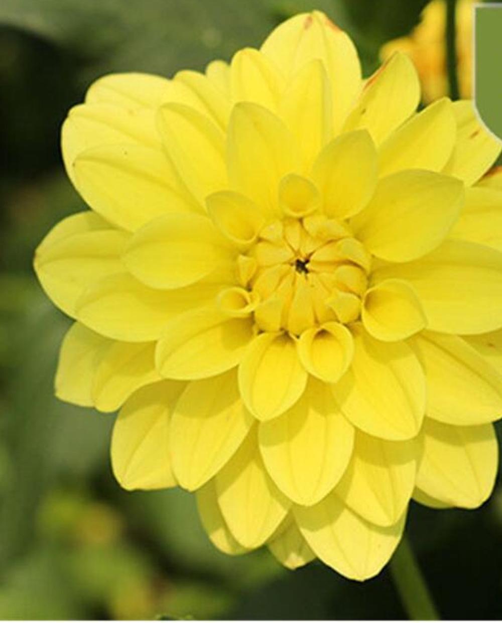 20 SEEDS DAHLIA blossom flowering bud rare bloom exotic garden plant 18 colors