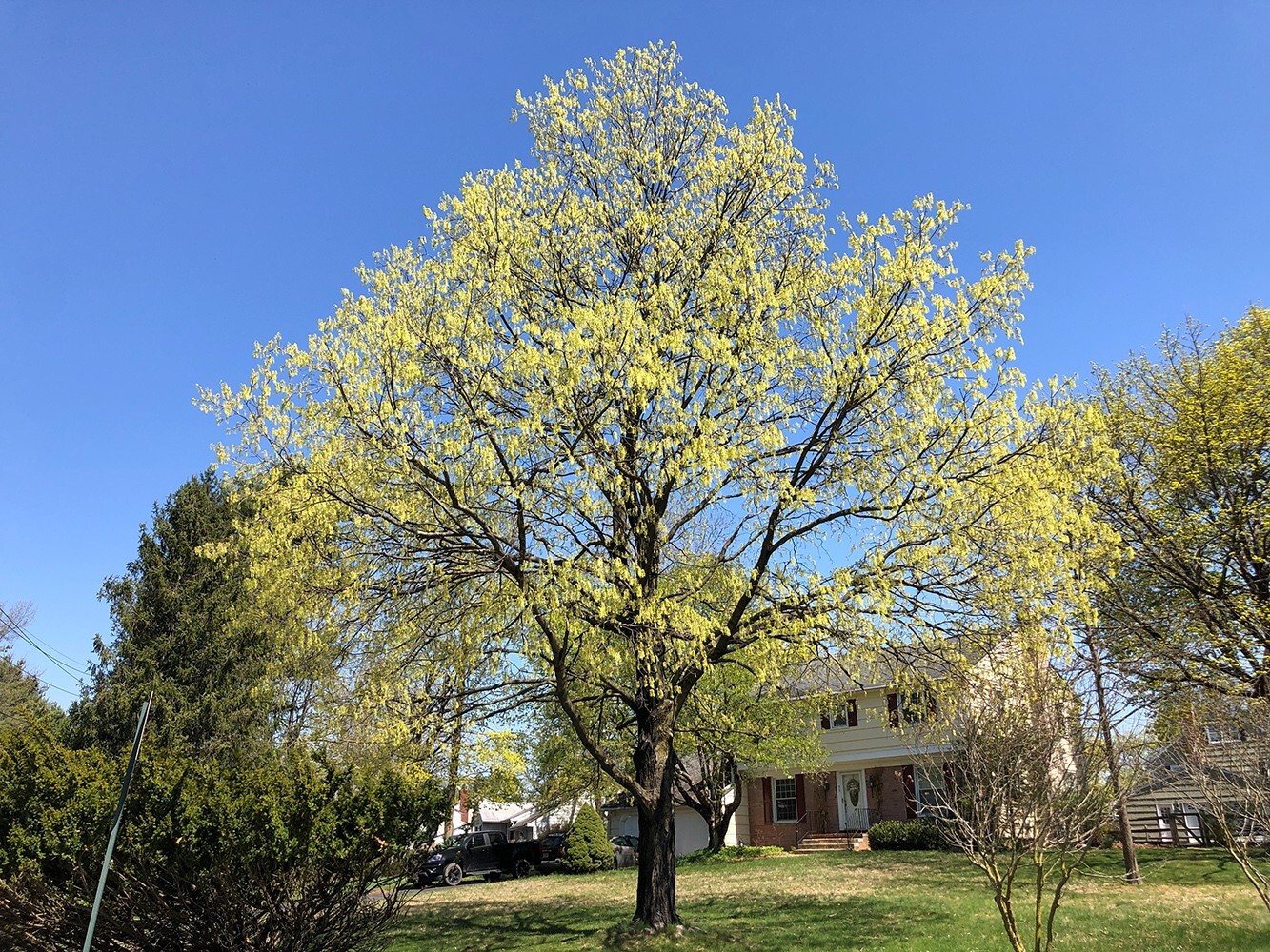 Southern Sugar Maple Tree | Premium Seeds | Acer saccharum ‘Summer’ | Plants’®