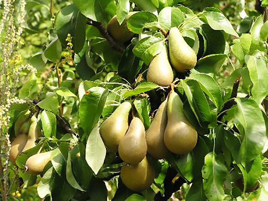 Bartlett Pear, Pyrus communis, ‘Bartlett’, Tree Seeds (Fast, Edible, Fall Color)