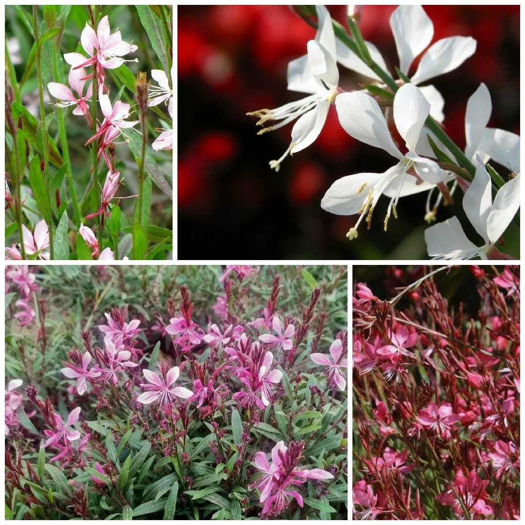 300+ Gaura Flower Seeds for Planting, Mixed Color Gaura Seed, Perennial Flowe…