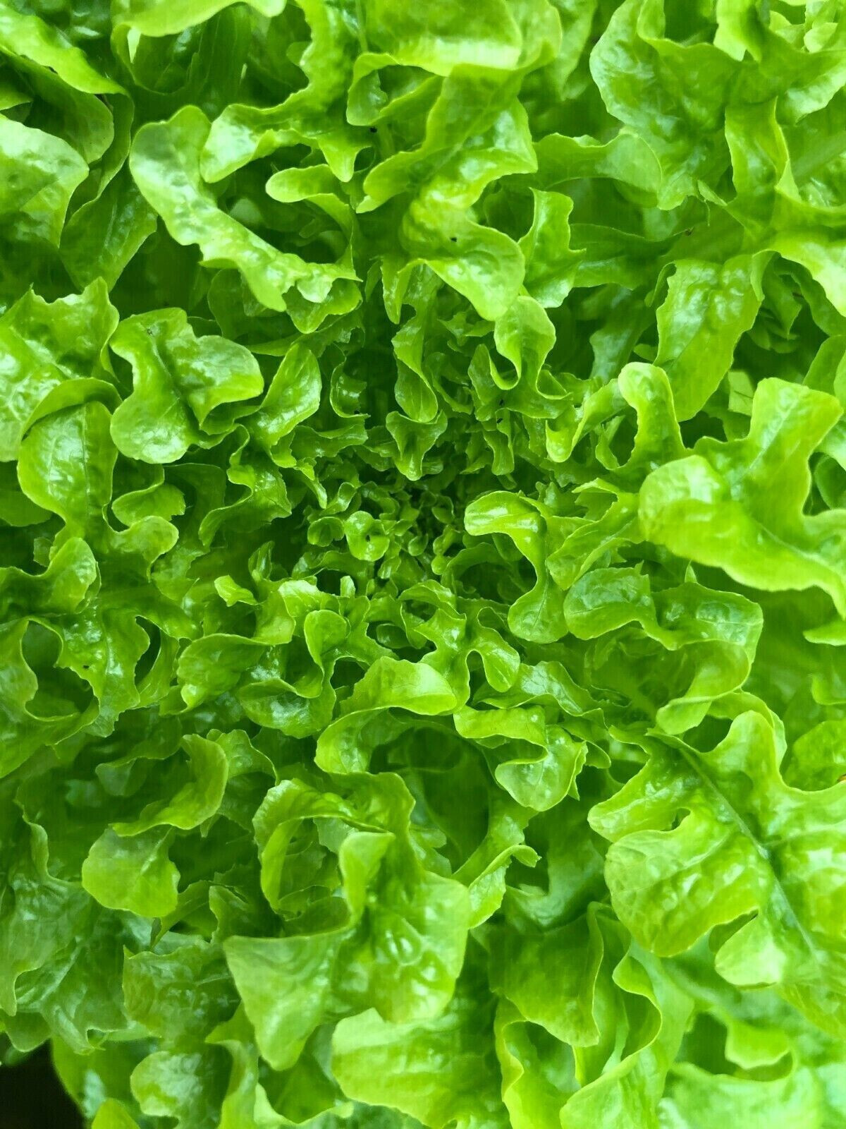 1000+PCS VIETNAMESE GREEN LETTUCE SEEDS, XÀ LÁCH XOĂN GIÒN |98% GERMINATION|