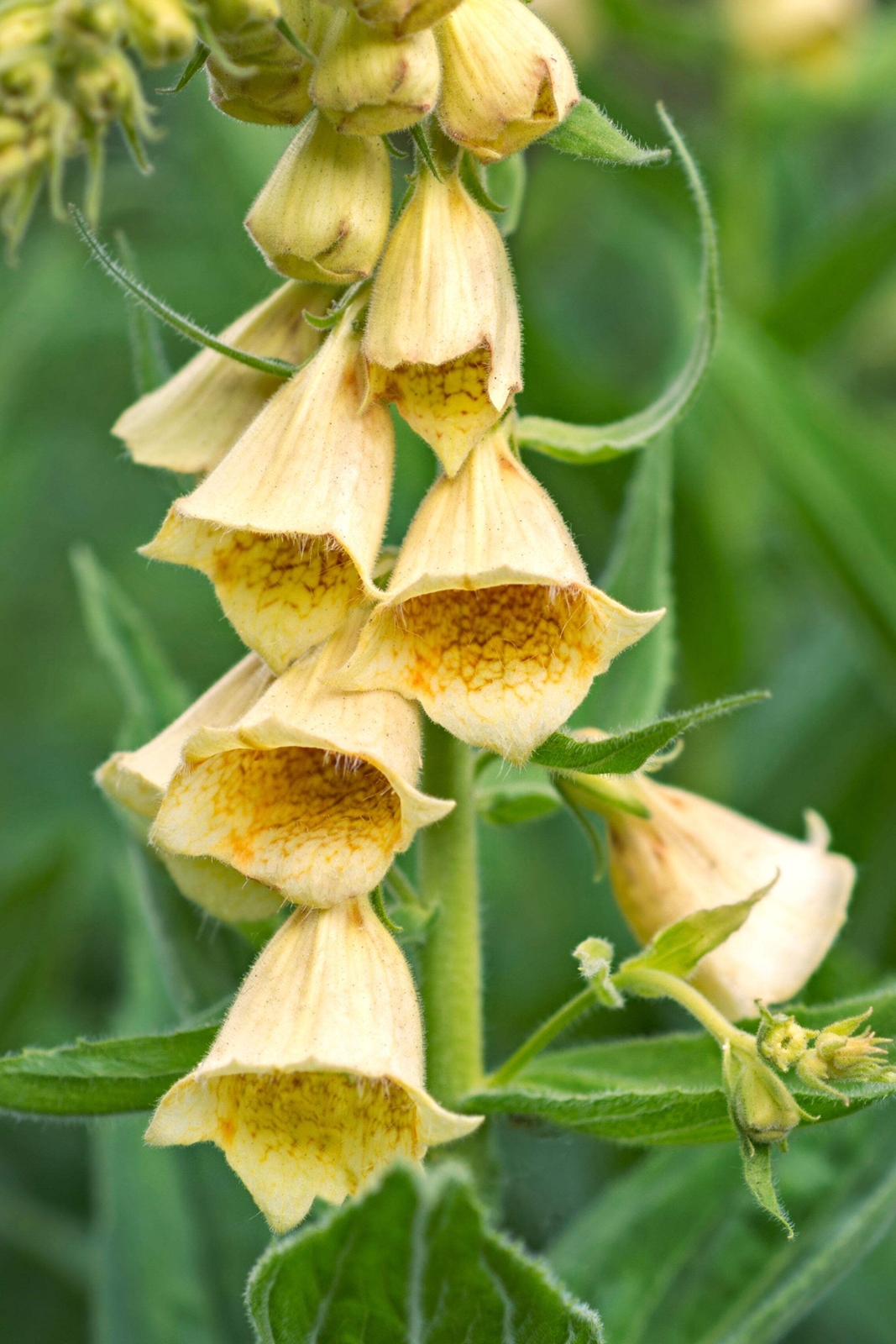 100 YELLOW FOXGLOVE Digitalis Grandiflora Sun or Shade Pollinator Flower Seeds