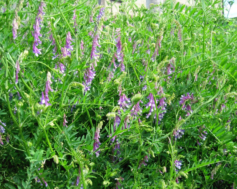 Hairy Vetch 1 lb. Bee Pasture Pollinator Wildlife Cover Crop