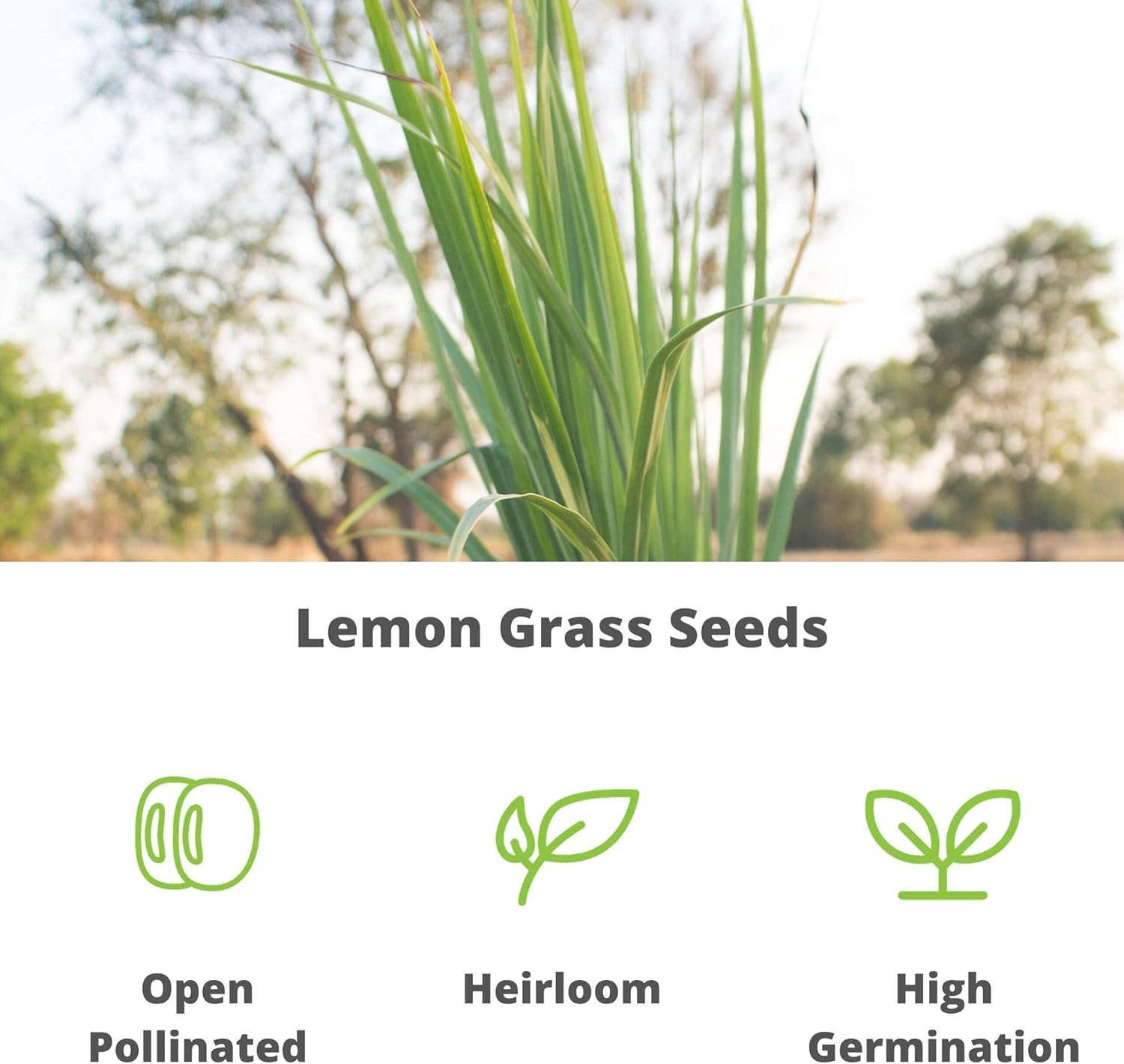 250 Mg Non-GMO Heirloom Lemongrass Seeds for Culinary Garden – Fragrant & Fresh