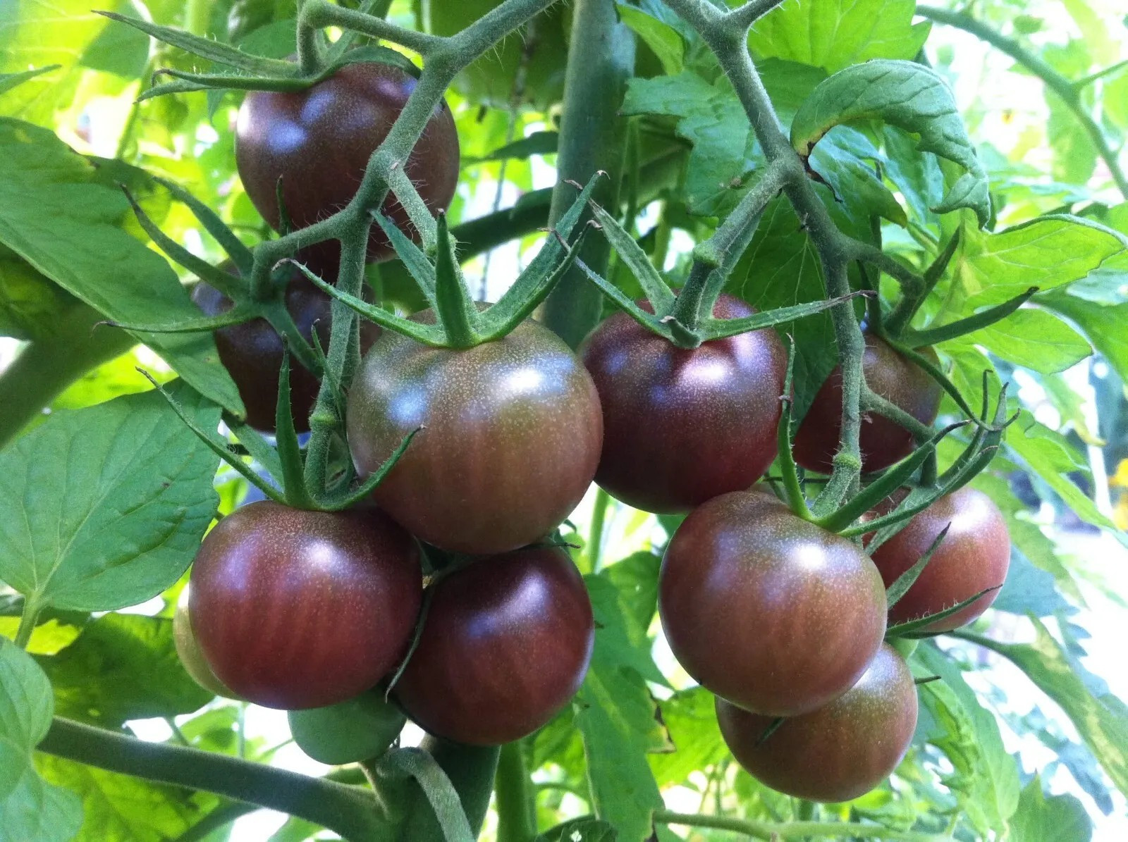 120+ Chocolate Cherry Tomato Seeds – Super Sweet – Heirloom ————— RARE