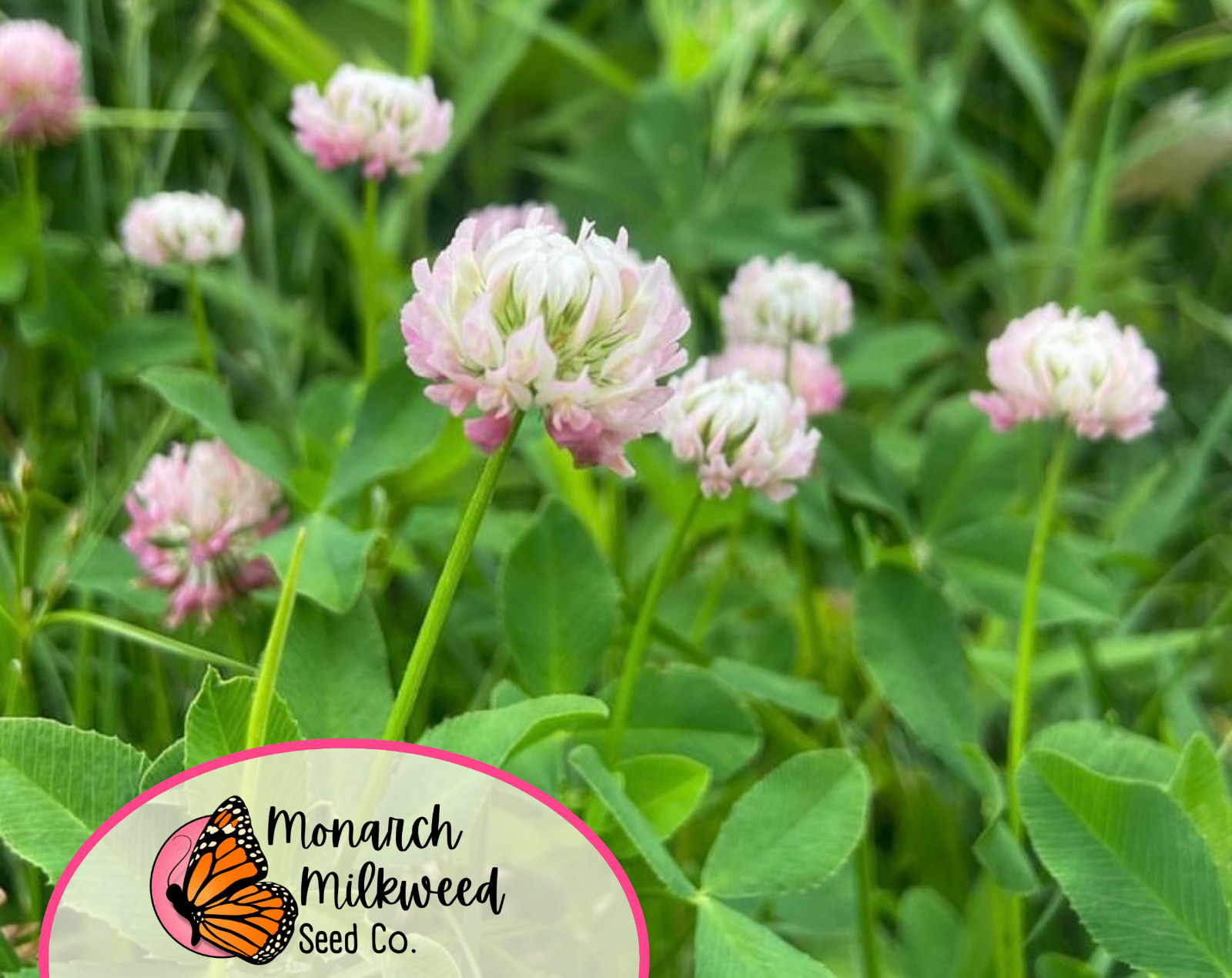 12200+ Alsike Clover Flower Seeds | Native Wildflower for Pollinators & Bees