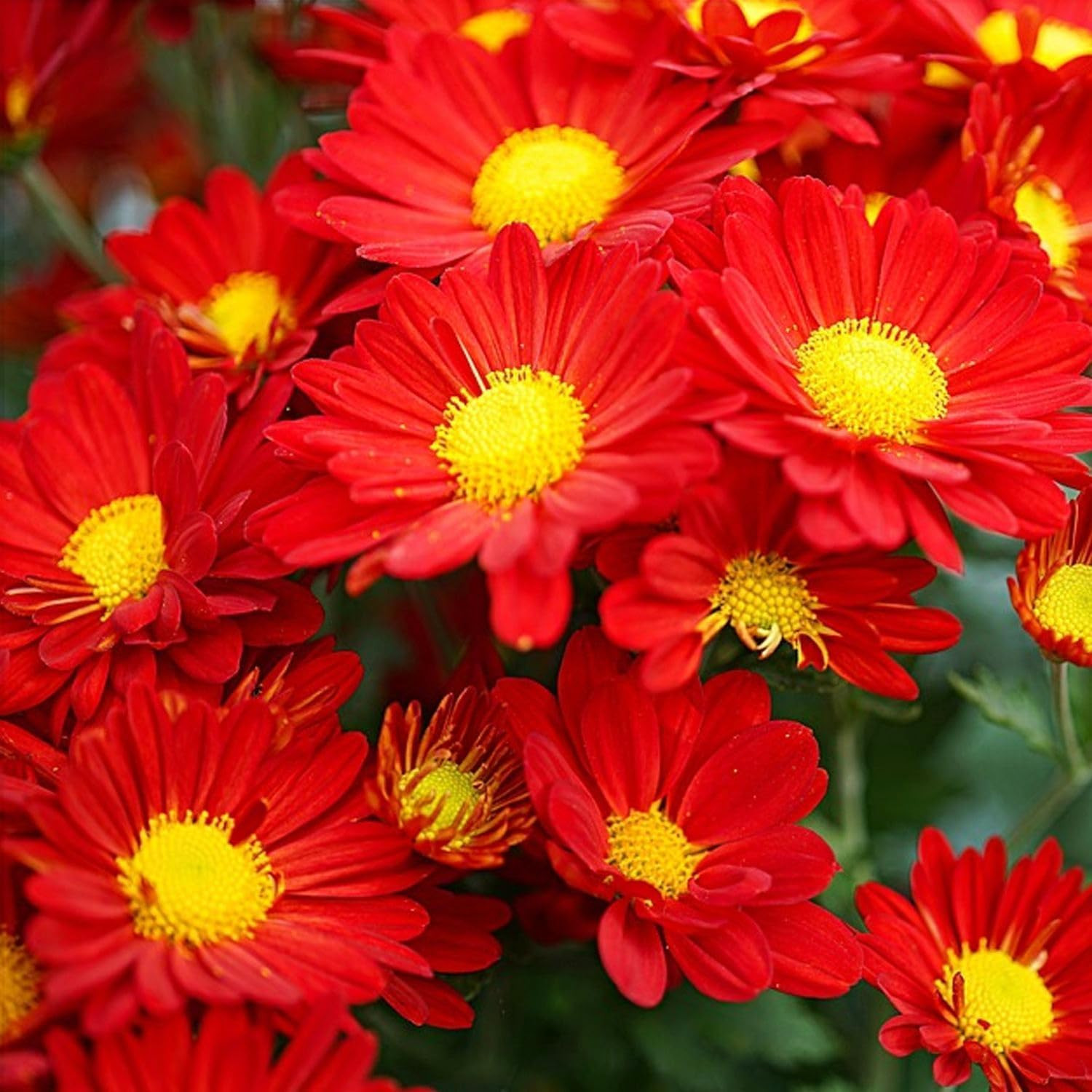 1900+ Mix Pyrethrum Seeds – Multi-Color Insect-Repelling Flowers, Practical Plan