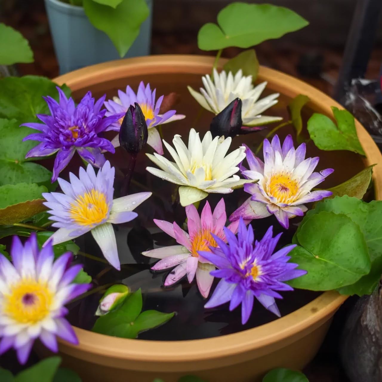 35 PCS Mixed Color Bonsai Lotus Flower Seeds for Planting Lotuses Sale